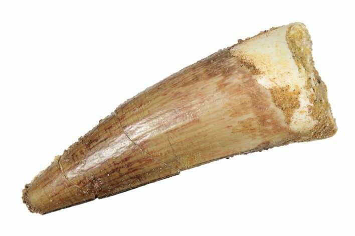 Juvenile Fossil Spinosaurus Tooth - Real Dinosaur Tooth #264811